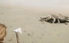 小姐姐鳄鱼咬手指,惊险瞬间见证生命奇迹