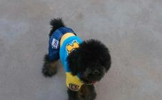 宠物写真商丘,记录城市中的温馨瞬间